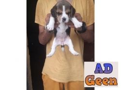 used Tricolor Beagle puppies are available in best price. Call or whats app on 7053692925. for sale 